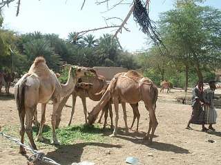 wadihadramauttarimcamelmarket_2.jpg